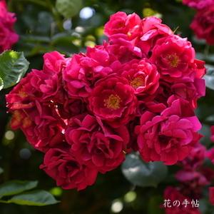 バラ　ドクターヒューイ（Dr. Huey）｜花の手帖のバラ図鑑