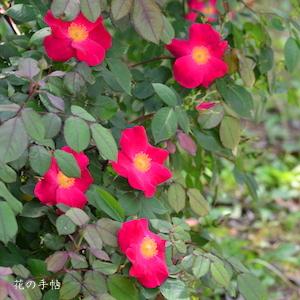 バラ　ドクタージャクソン（Dr. Jackson）｜花の手帖のバラ図鑑