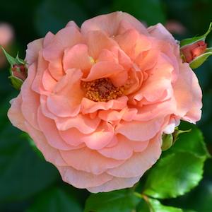 バラ　ドクタージョー（Dr. Jo）｜花の手帖のバラ図鑑