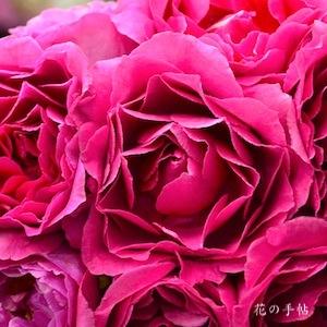 バラ　ドラマチックレイン（Dramatic Rain）｜花の手帖のバラ図鑑