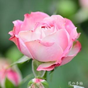 バラ　デュエットバルコニア｜花の手帖のバラ図鑑