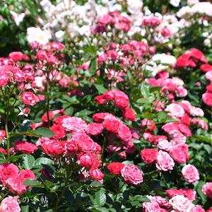 バラ　デュエットバルコニア｜花の手帖のバラ図鑑