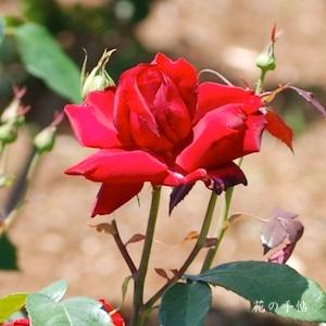 バラ　ドフトツァーバー（Duftzauber 84）｜花の手帖のバラ図鑑