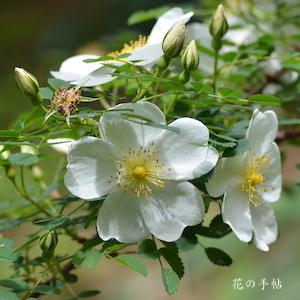 バラ　ダンウィッチローズ｜花の手帖のバラ図鑑