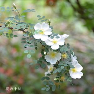 バラ　ダンウィッチローズ｜花の手帖のバラ図鑑