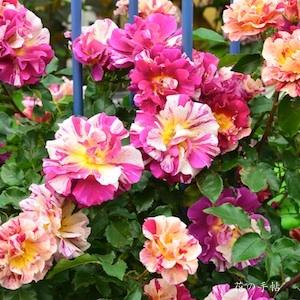 バラ　エドガー ドガ（ROSE　Edgar Degas）｜花図鑑【花の手帖】