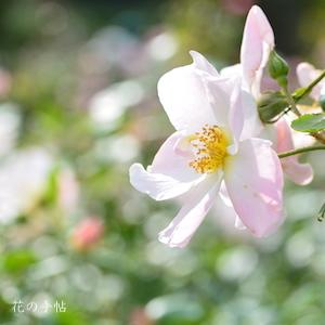 バラ　エフル（Elf）｜花の手帖のバラ図鑑