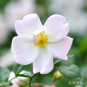 バラ　エフル（Elf）｜花の手帖のバラ図鑑