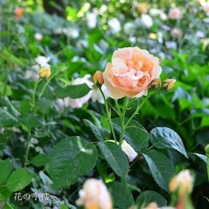 バラ　エレン（Ellen）｜花の手帖のバラ図鑑