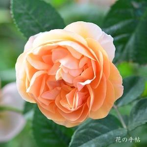 バラ　エレン（Ellen）｜花の手帖のバラ図鑑