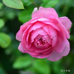 バラ　エロディー ゴシュイン（ROSE　Elodie Gossuin）｜花の手帖のバラ図鑑