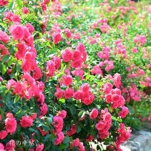 バラ　エルベショーン（Elveshorn）｜花の手帖のバラ図鑑