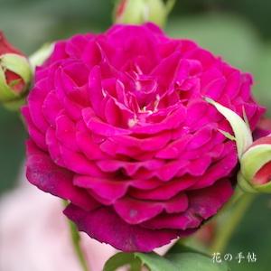 バラ　アンプラント｜花の手帖のバラ図鑑