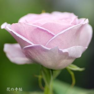 バラ　 エンチャンティッド イブニング（Enchanted Evening）｜花の手帖のバラ図鑑