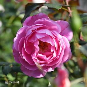 バラ　｜花の手帖のバラ図鑑