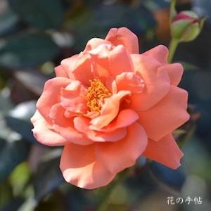 バラ　エスプレッソ（Espresso）｜花図鑑【花の手帖】