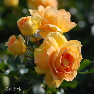 バラ　ユリイカ（Eureka）｜花の手帖のバラ図鑑