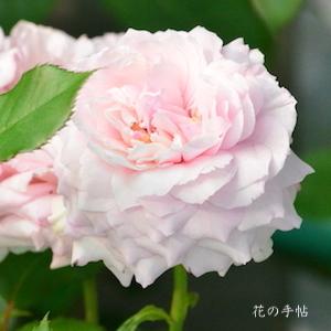 バラ　エヴァドゥグロソヴレ（Eva de Grossouvre）｜花の手帖のバラ図鑑