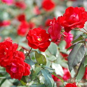 バラ　ヨーロピアーナ（Europeana）｜花の手帖のバラ図鑑