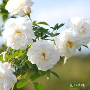 バラ　ファビュラス！（Fabulous!）｜花の手帖のバラ図鑑