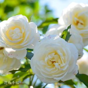 バラ　ファビュラス！（Fabulous!）｜花の手帖のバラ図鑑