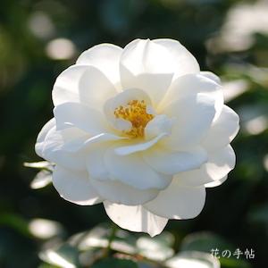 バラ　ファビュラス！（Fabulous!）｜花の手帖のバラ図鑑