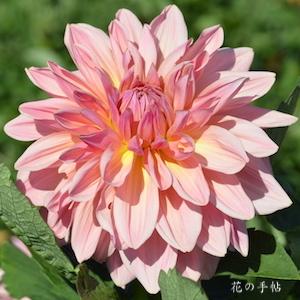 ダリア　フェアウェイ パイロット（Fairway Pirot）｜花の手帖のダリア図鑑