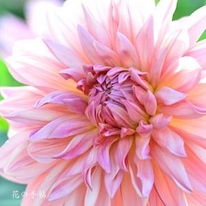 ダリア　フェアウェイ パイロット（Fairway Pirot）｜花の手帖のダリア図鑑