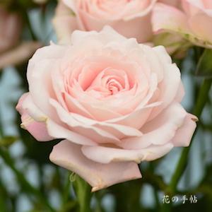 バラ　フェアリー キッス｜花の手帖のバラ図鑑