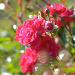 バラ　フェアリー クイーン｜花の手帖のバラ図鑑