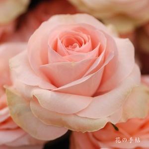 バラ　フェアリー テール｜花の手帖のバラ図鑑