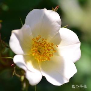 バラ　フェアリー ウィングス｜花の手帖のバラ図鑑