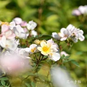 バラ　フェアリー ウィングス｜花の手帖のバラ図鑑