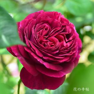 バラ　フォールスタッフ（Falstaff）｜花の手帖のバラ図鑑