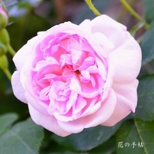 バラ　ファンタンラトゥール｜花の手帖のバラ図鑑