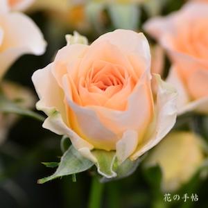 バラ　フェリーニ｜花の手帖のバラ図鑑