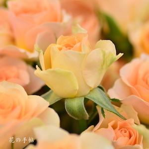 バラ　フェリーニ｜花の手帖のバラ図鑑