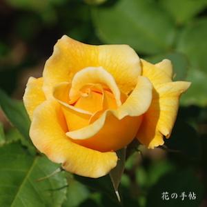 バラ　フェリア｜花の手帖のバラ図鑑