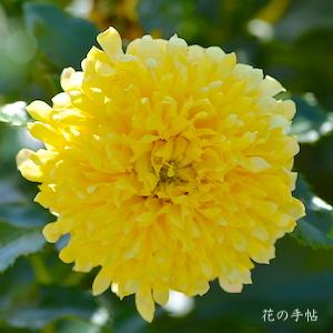 バラ　ファイヤーワークスラッフル｜花の手帖のバラ図鑑