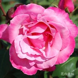 バラ　ファースト フェデエラルズ ルネッサンス（First Federal's Renaissance）｜花の手帖のバラ図鑑