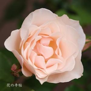 バラ　ファースト キッス（First Kiss）｜花の手帖のバラ図鑑