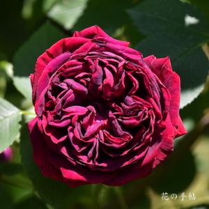 バラ　フィッシャーアンドホルムス｜花の手帖のバラ図鑑