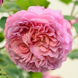 バラ　フラマンローズ｜花の手帖のバラ図鑑