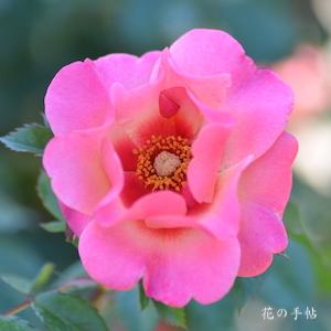 バラ　フォーユアアイズオンリー｜花の手帖のバラ図鑑