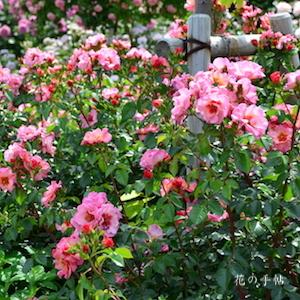 バラ　フォーユアアイズオンリー｜花の手帖のバラ図鑑