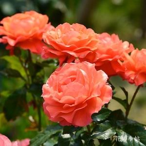 バラ　フォー ユー ウィズラブ（For You With Love）｜花の手帖のバラ図鑑