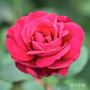 バラ　フランボワーズ ショコラ｜花の手帖のバラ図鑑