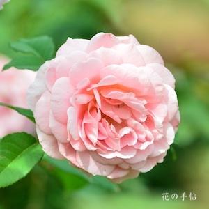 バラ　フランシス ブレーズ｜花の手帖のバラ図鑑