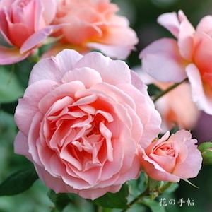 バラ　フランシス ブレーズ｜花の手帖のバラ図鑑