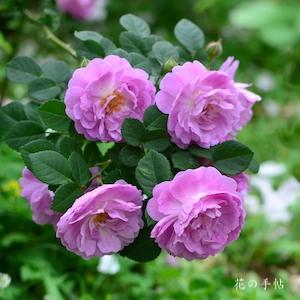 バラ　フォクシー｜花の手帖のバラ図鑑